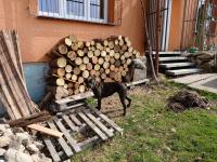 20250329_111148 (1024x768).jpg